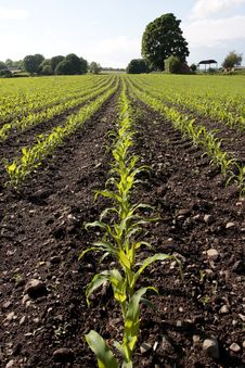 Cornfield With Fresh Shoots Stock Photo Cornfield With Fresh Shoots Stock Photo