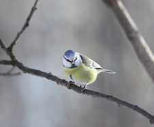One Blue Tit On A Branch Stock Photos