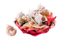 Sea Shells Stock Photography Sea Shells Stock Photography