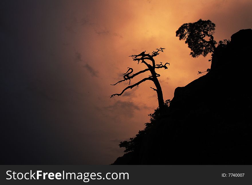 The dead and live pine trees at barranca,which shows charming and have a intersting contrast shadow. The dead and live pine trees at barranca,which shows charming and have a intersting contrast shadow