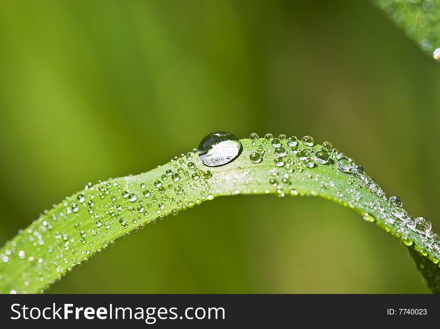 Shiny water drops over green grass