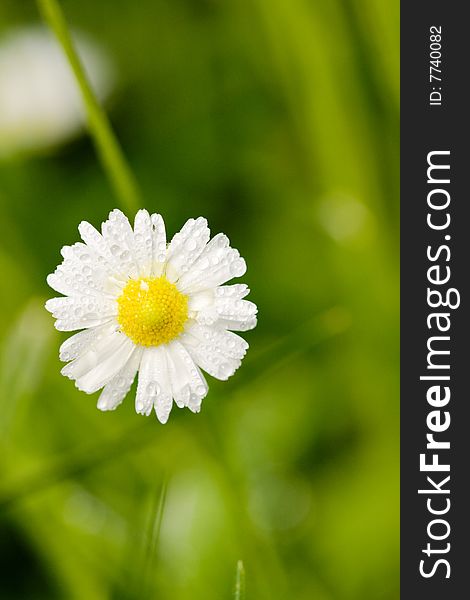 Little white wet daisy in the garden