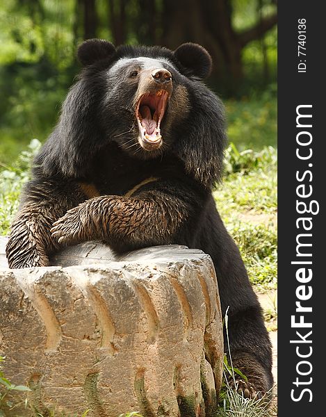 Bear holding a tire and shouting.