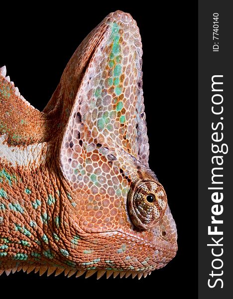 A male veiled chameleon is posing for a portrait. A male veiled chameleon is posing for a portrait.