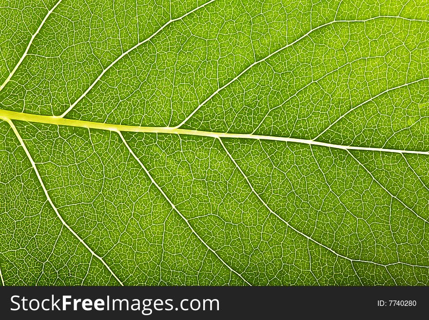 Closeup of a green leaf