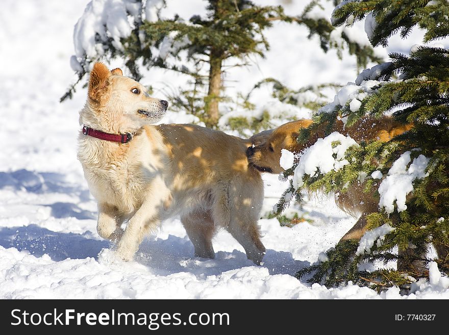 Two Golden Retriever playing in the snow