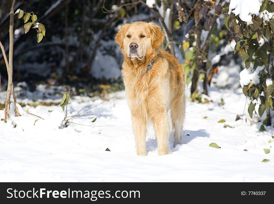 Golden Retriever in the park