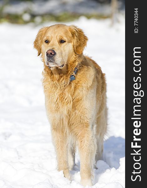 Golden Retriever in the park