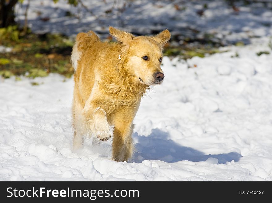 Golden Retriever running in the snow