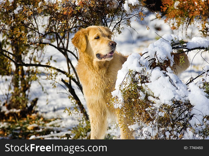 Golden Retriever in the forest