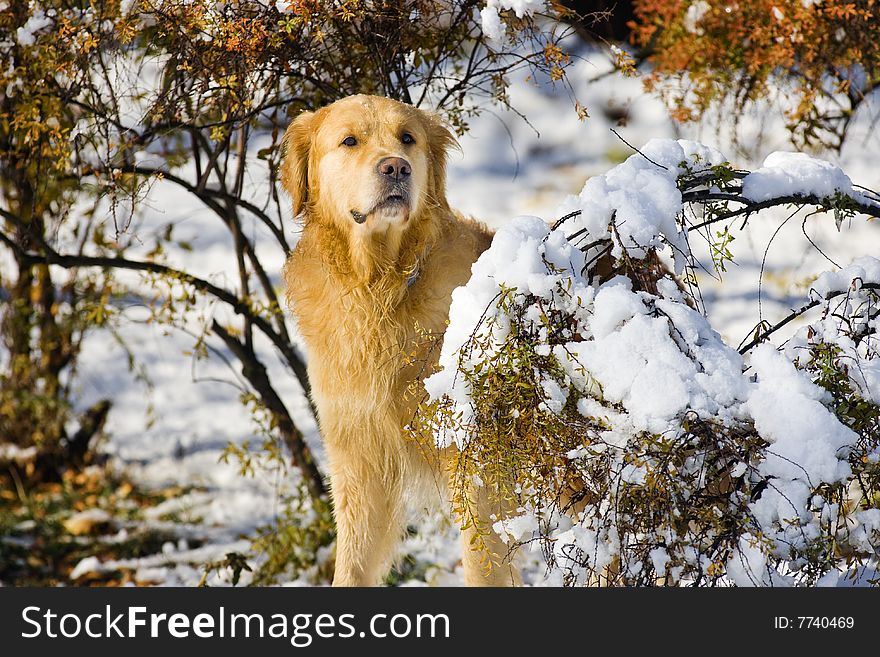 Golden Retriever in the forest