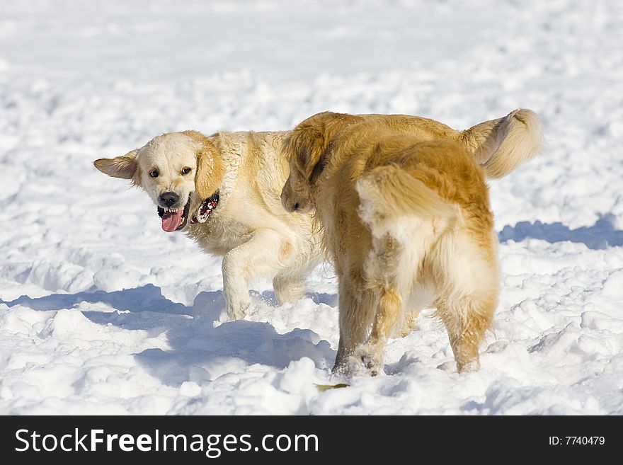 Two Golden Retriever playing in the snow