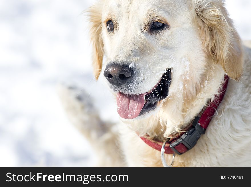 Close up portrait of Golden Retriever