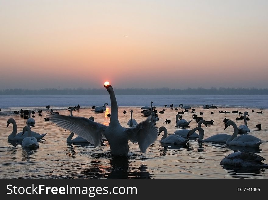 So many swan on the lake at sunset. So many swan on the lake at sunset