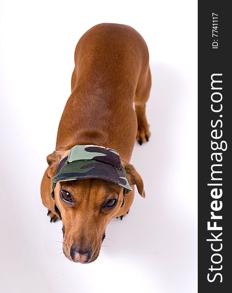 Dachshund in peaked cap looking at the camera