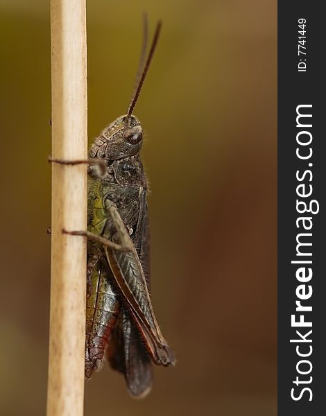 Grasshopper on dried twig