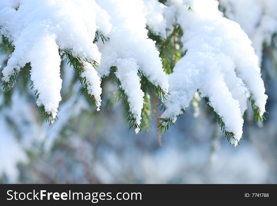 Pine branches under fresh snow. Pine branches under fresh snow