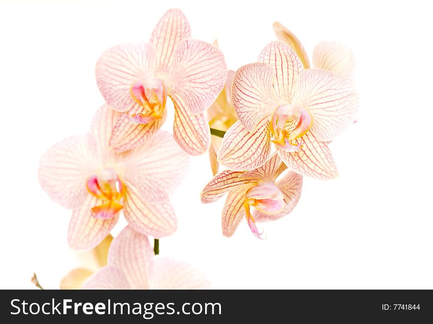 Orchid of falinopsis on a light background