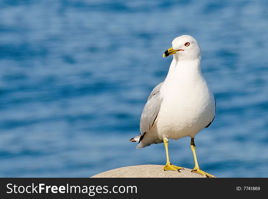 Our Favorite Bird the seagull. Our Favorite Bird the seagull.