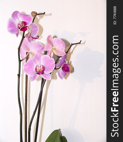 Orchid of falinopsis on a light background