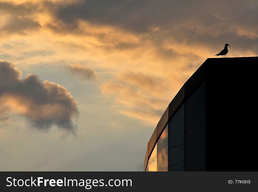 Bird on a building at sunset