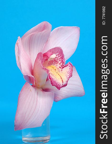 Pink orchid in a glass on blue background