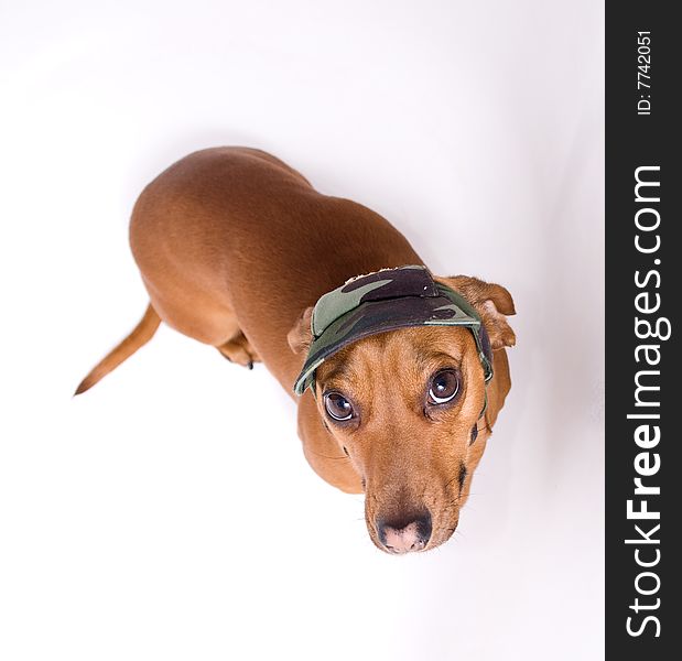 Dachshund in peaked cap looking at the camera