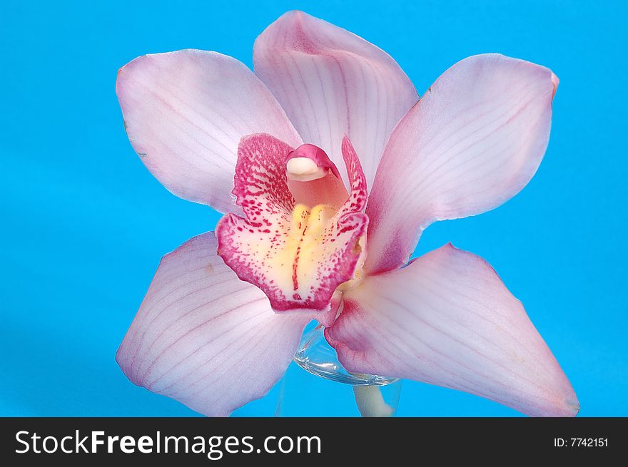 Pink orchid in a glass on blue background