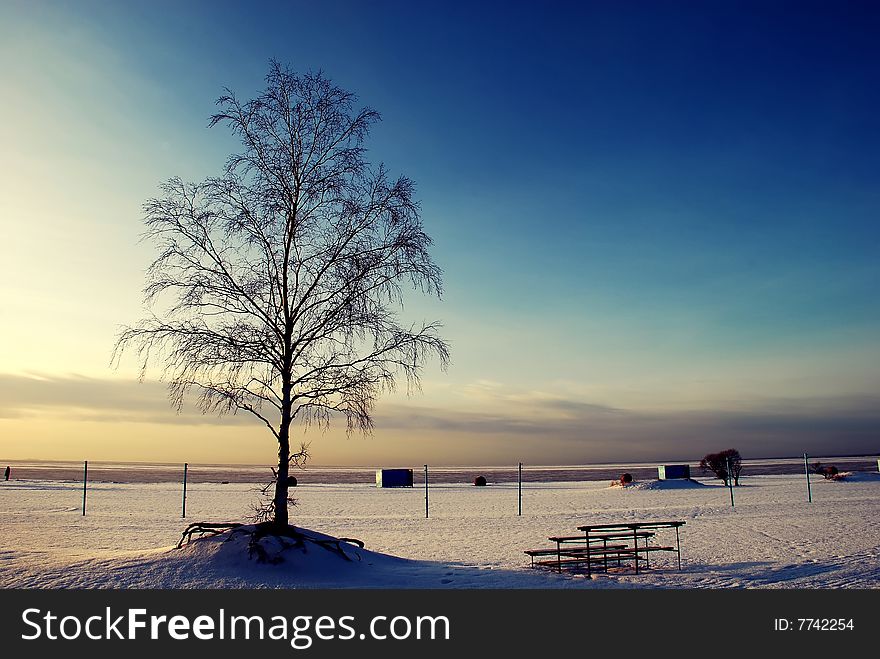 Tree standing alone on the snowed field. Tree standing alone on the snowed field