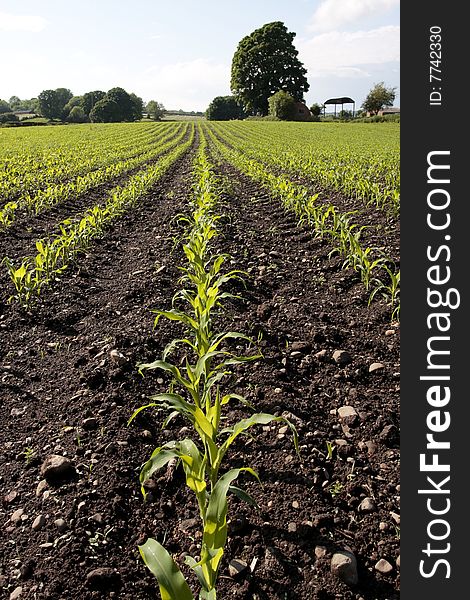 Cornfield with fresh shoots in early spring