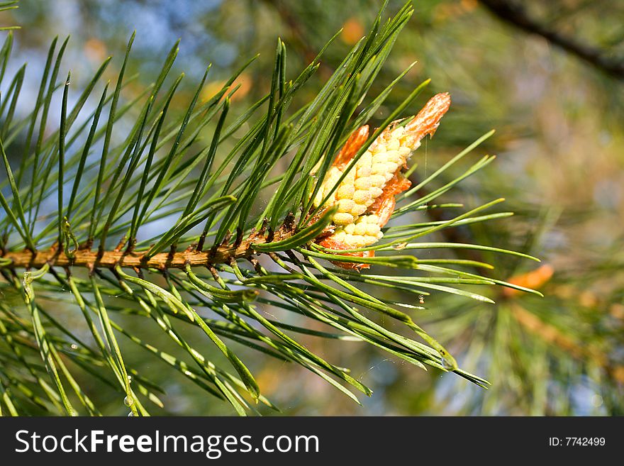 Close-up branch of pine with cone on nature background