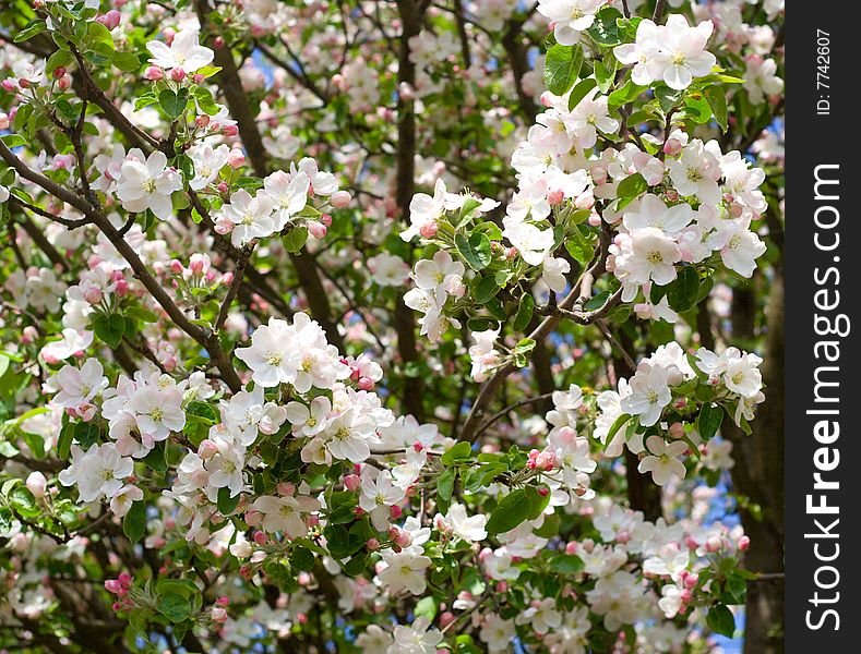Close-up flowering cherry in april
