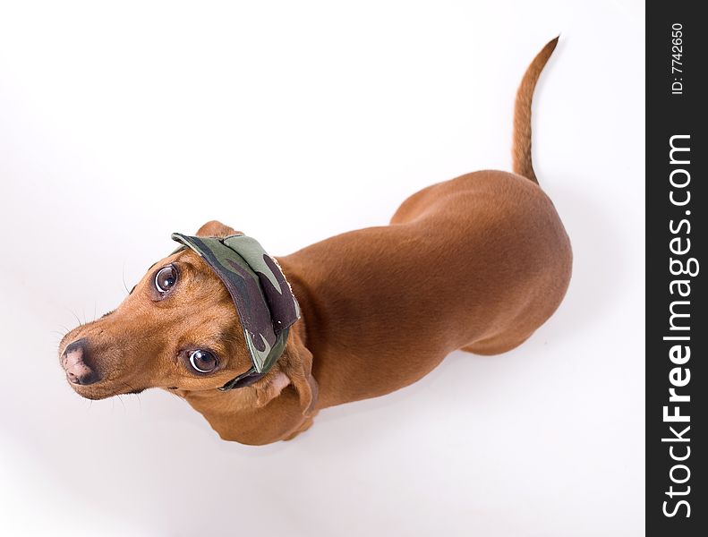 Dachshund in peaked cap looking at the camera