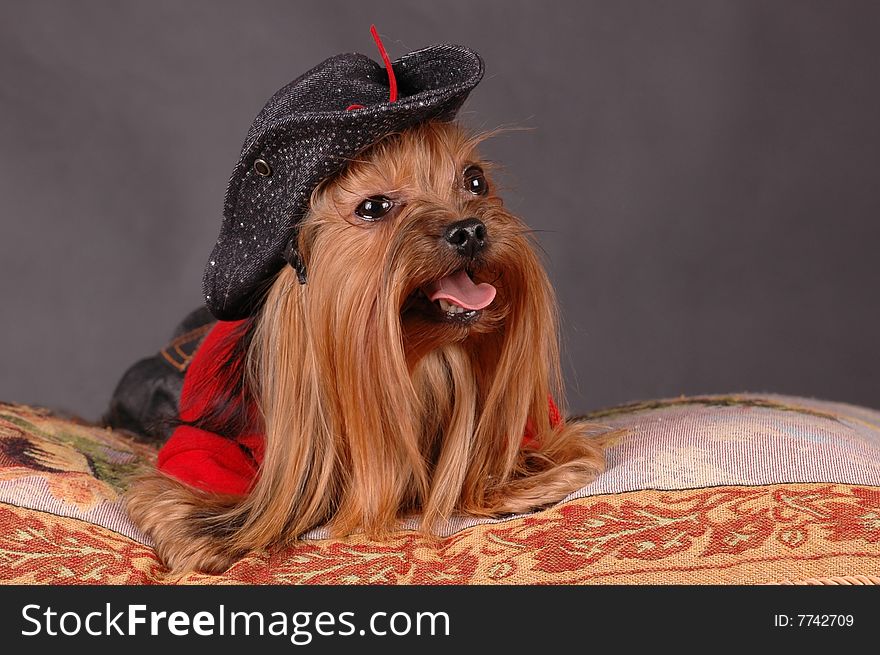 Dog in black hat lying on the pillow isolated on black background