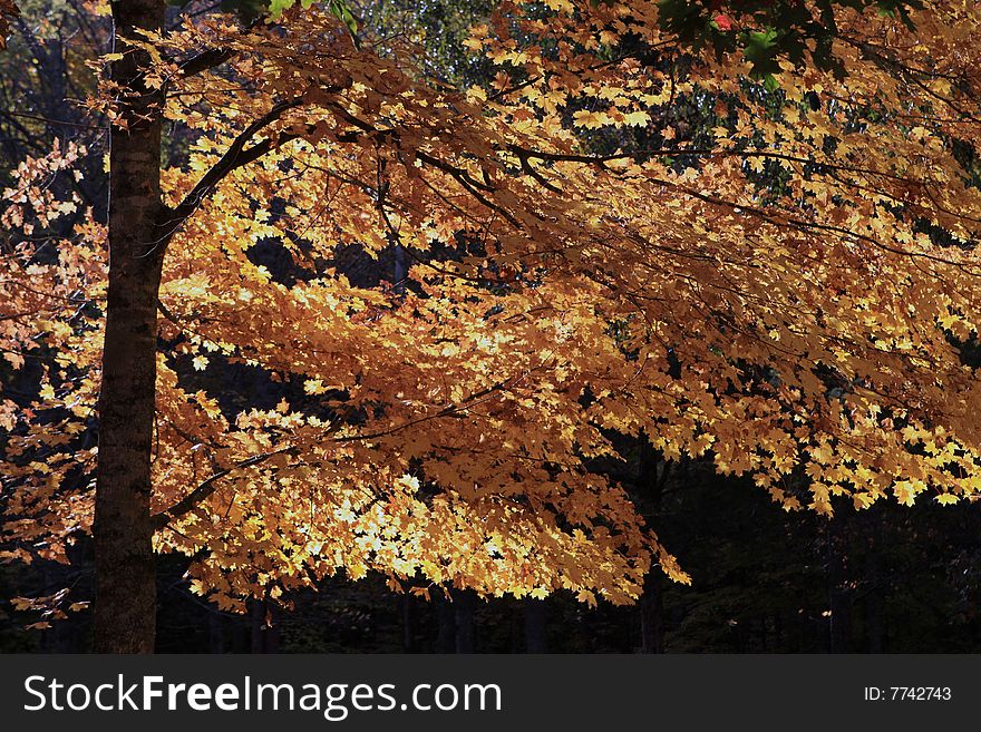 Autumn Tree , backlit by the setting sun in the Smoky Mountains. Autumn Tree , backlit by the setting sun in the Smoky Mountains