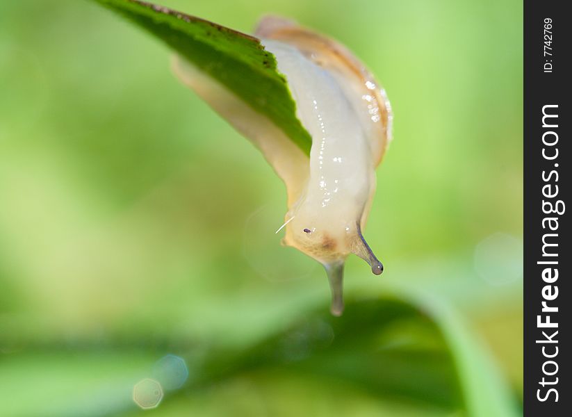 Snail on blade over green grass background