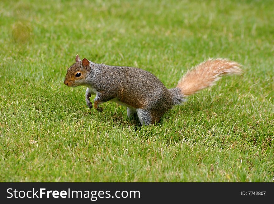 A red squirrel in a park about to jump through some well cut grass. A red squirrel in a park about to jump through some well cut grass.