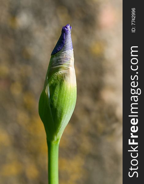 Single unblown iris flower on field