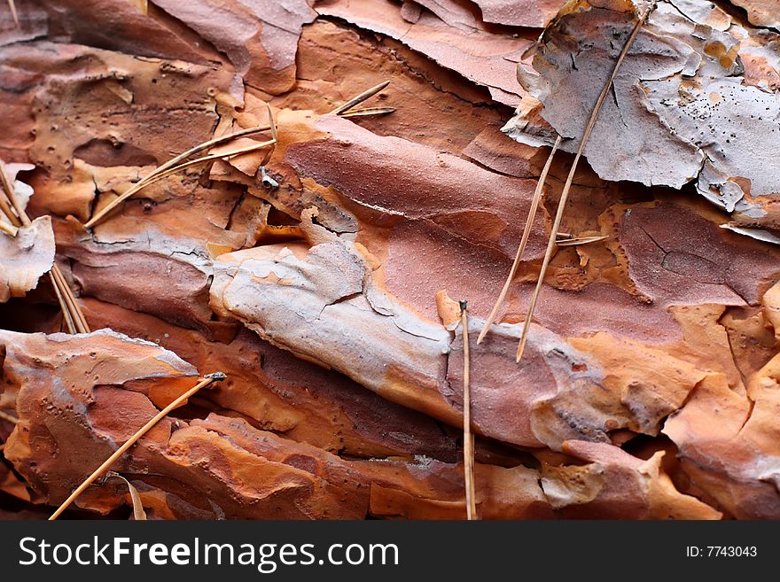 Bark of old pine tree close-up. Bark of old pine tree close-up