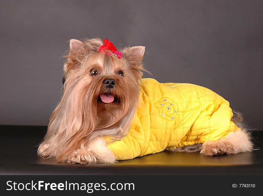 Lying Dog In Yellow Overall