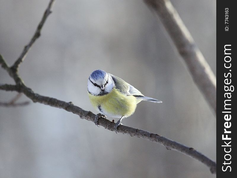 One Blue Tit On A Branch