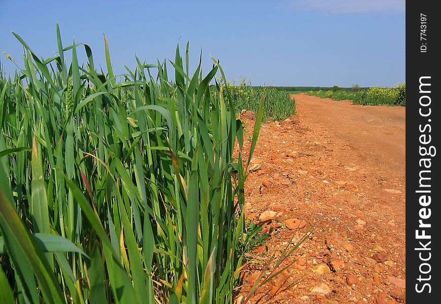 Green maize red dirty road and blue sky