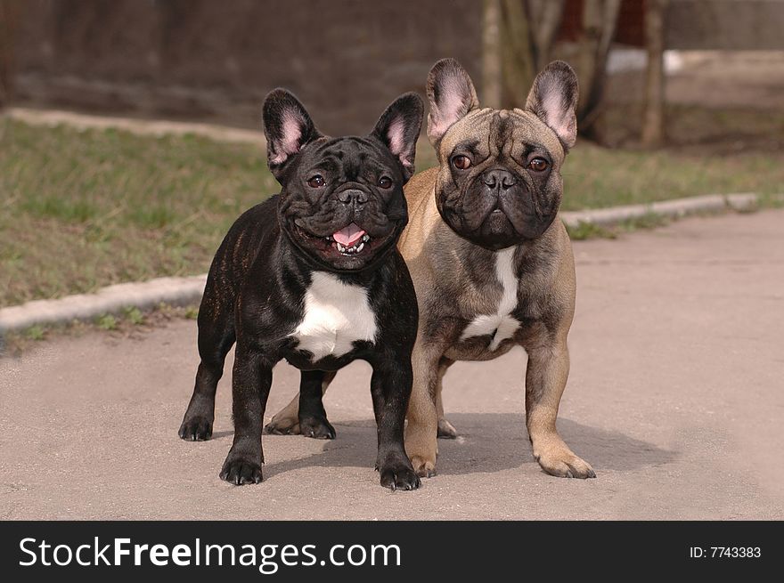 Two franch bulldogs