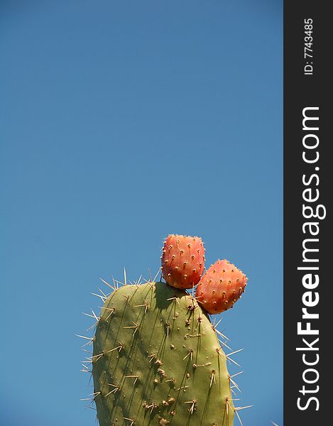 Two prickly red fruits budding on the succulent spiny leaf of a prickly pear cactus. Blue sky background. Two prickly red fruits budding on the succulent spiny leaf of a prickly pear cactus. Blue sky background.