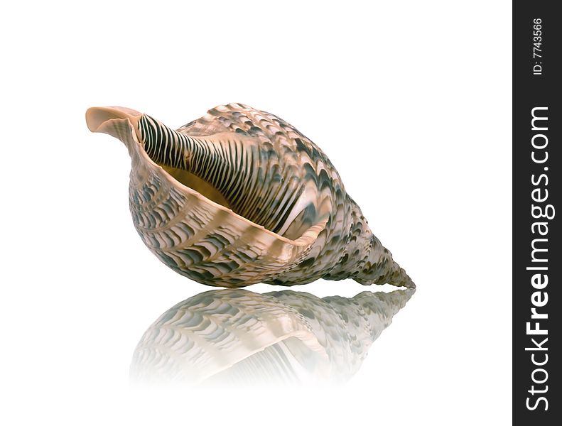 Sea shell with mirrored reflection against white background