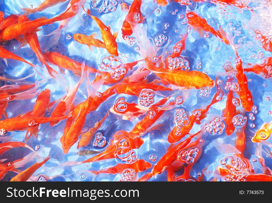 The red koi carps swim in the clear blue water of the aquarium. The red koi carps swim in the clear blue water of the aquarium.