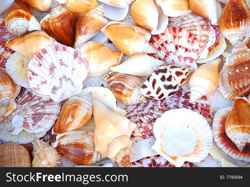 The colorful and hard sea life shells background. The colorful and hard sea life shells background.