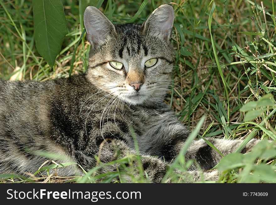 Striped cat lying on the grass and looks like predator