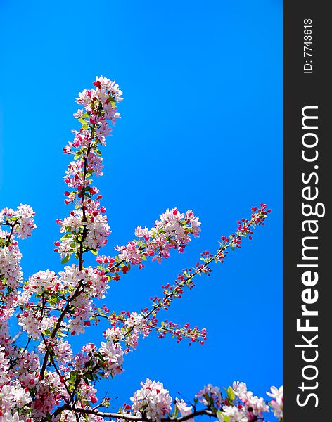 Cherry flowers against blue sky background