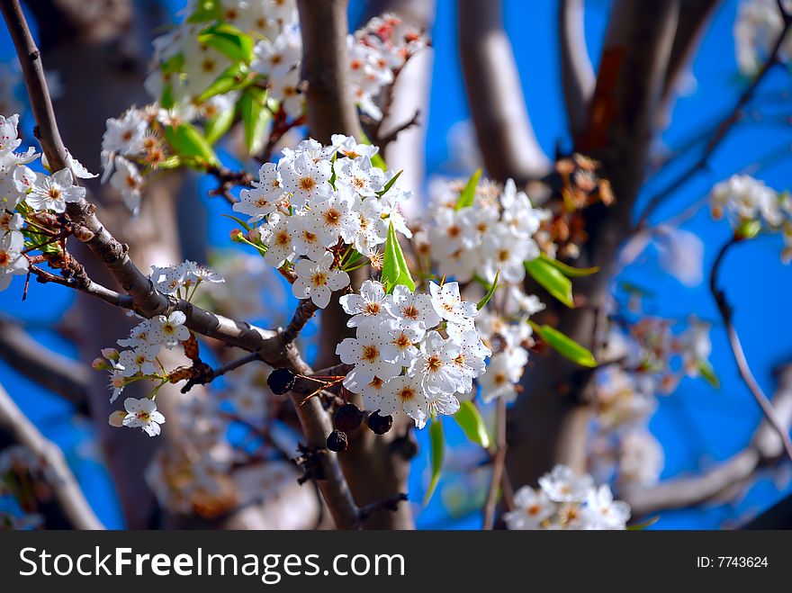 Plum flowers under the sun.